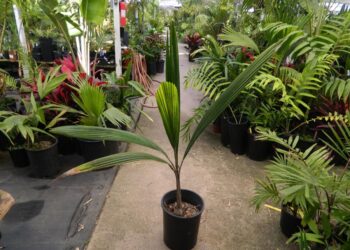 SYAGRUS CORONATA THE LICURY PALM