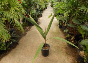 SYAGRUS KELLYANA SMALL TO MEDIUM SIZED PINNATE PALM