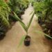 SYAGRUS KELLYANA SMALL TO MEDIUM SIZED PINNATE PALM