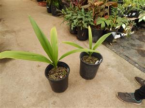 SYAGRUS OLERACEA THIN TRUNK & TALL SOLITARY PALM