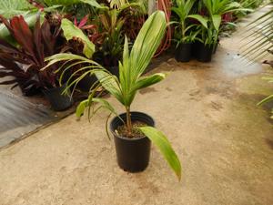 SYAGRUS SANCONA THE SOUTH AMERICAN FOXTAIL PALM