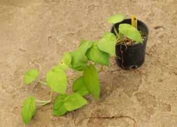 SYNGONIUM CHIAPENSE