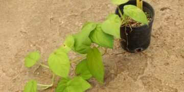 SYNGONIUM CHIAPENSE