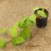 SYNGONIUM CHIAPENSE