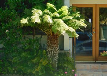 TASMANIAN TREE FERN DICKSONIA ANTARCTICA