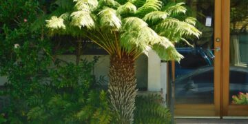 TASMANIAN TREE FERN DICKSONIA ANTARCTICA