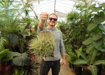 TILLANDSIA CLUSTERS WITH BLUE FLOWERS IN SPRING