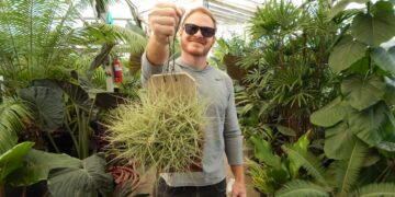 TILLANDSIA CLUSTERS WITH BLUE FLOWERS IN SPRING