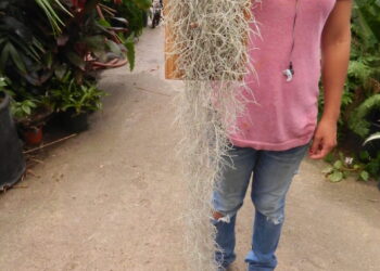 SPANISH MOSS TILLANDSIA USNEOIDEA