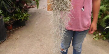 SPANISH MOSS TILLANDSIA USNEOIDEA