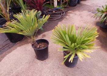 TRACHYCARPUS FORTUNEI THE WINDMILL PALM