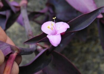 TRADESCANTIA PALLIDA THE PURPLE HEART PLANT