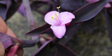 TRADESCANTIA PALLIDA THE PURPLE HEART PLANT