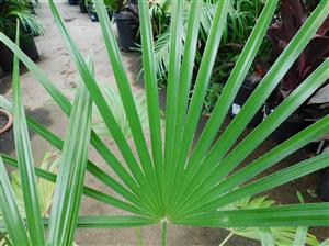 TRITHRINAX ACANTHACOMA AKA TRITHIRNAX BRASILIENSIS SPINY TRUNK – MEDIUM HEIGHT FAN PALM