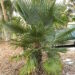 TRITHRINAX ACANTHICOMA SINGLE TRUNK, MEDIUM SIZE SUN LOVING FAN PALM