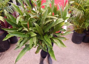 FERN – ASPLENIUM TONGUE FERN