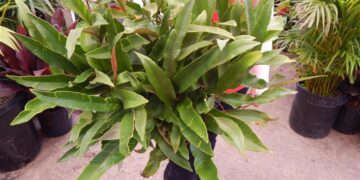 FERN – ASPLENIUM TONGUE FERN