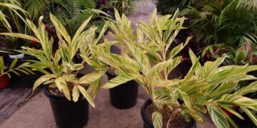 GINGER – SHELL GINGER, VARIEGATED