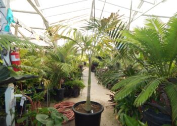 VEITCHIA ARECINA MEDIUM TO TALL PINNATE PALM