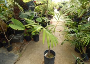 VEITCHIA WININ RATHER COLD HARDY CROWN SHAFTED TROPICAL PALM