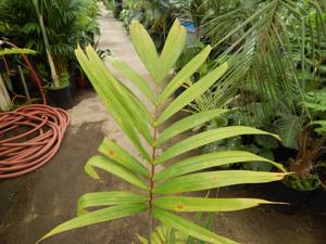 VEITCHIA WININ NATIVE ONLY TO VANUATU