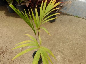 VEITCHIA WININ NATIVE ONLY TO VANUATU