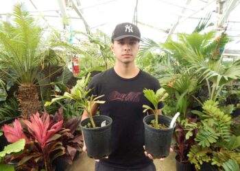 WODYETIA BIFURCATA THE FOXTAIL PALM