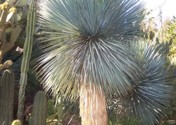 YUCCA ROSTRATA