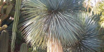 YUCCA ROSTRATA