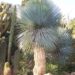 YUCCA ROSTRATA