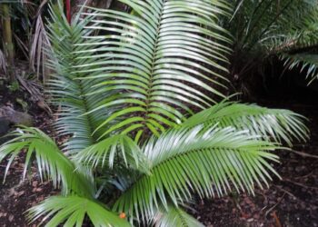 ZAMIA SOCONUCENSIS