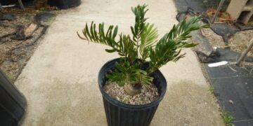 ZAMIA AMBLYPHYLLIDIA