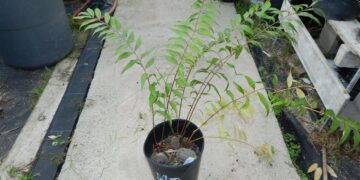 ZAMIA FISHCERI AKA ZAMIA VASQUEZII