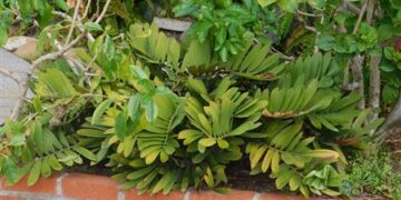 ZAMIA FURFURACEA THE CARDBOARD CYCAD