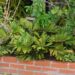 ZAMIA FURFURACEA THE CARDBOARD CYCAD