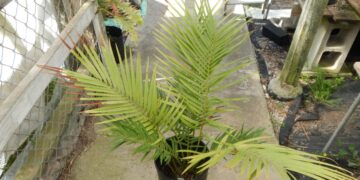 ZAMIA INERMIS