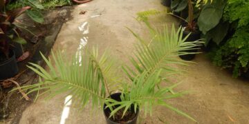 ZAMIA LODDIGESII