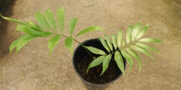 ZAMIA MURICATA