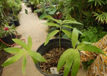ZAMIA PAUCIJUGA HYBRID