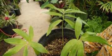 ZAMIA PAUCIJUGA HYBRID