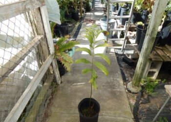 ZAMIA PICTA AKA ZAMIA VARIEGATA