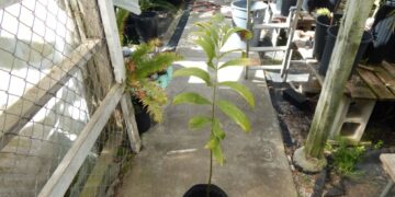 ZAMIA PICTA AKA ZAMIA VARIEGATA