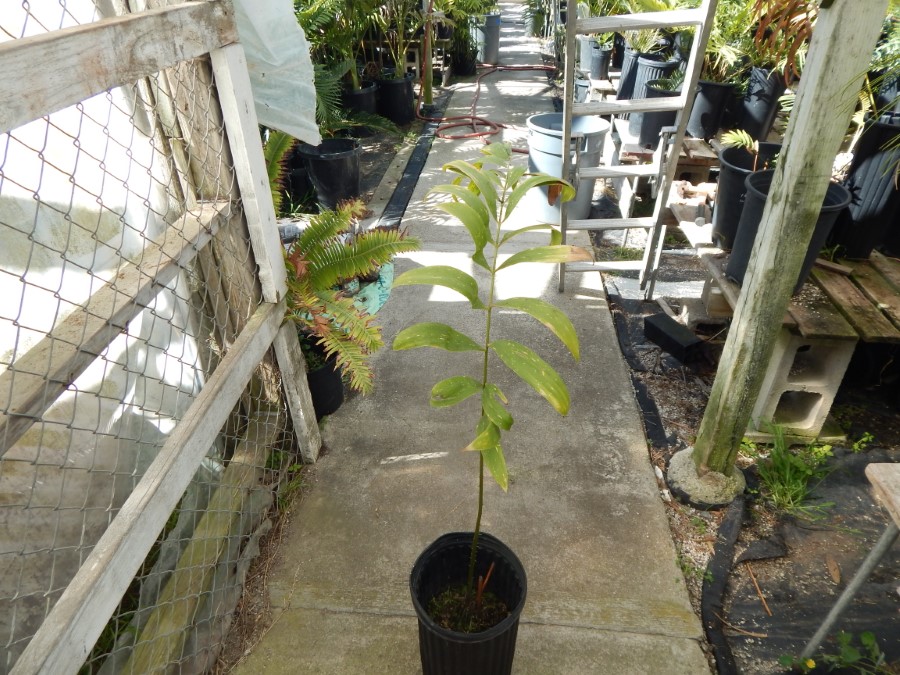 ZAMIA PICTA AKA ZAMIA VARIEGATA - Junglemusic.com