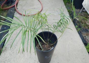 ZAMIA PORTORICENSIS