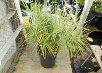 ZAMIA SPARTEA