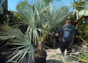 BRAHEA CLARA BLUE SINGLE TRUNK FAN PALM FROM SONORA, MEXICO