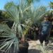 BRAHEA CLARA BLUE SINGLE TRUNK FAN PALM FROM SONORA, MEXICO