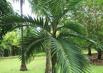BURRETIOKENTIA VIEILLARDII