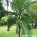 BURRETIOKENTIA VIEILLARDII