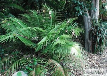 CERATOZAMIA MEXICANA